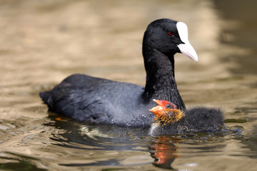 mother Eurasian coot bird with babies on lake