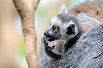 Ring-tailed lemur on background,close up