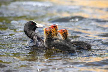 mother Eurasian coot bird with babies on lake