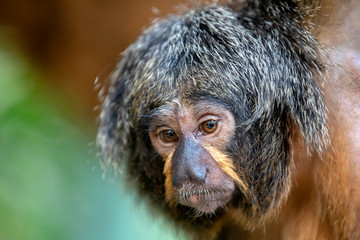 Saki monkey on background, close up