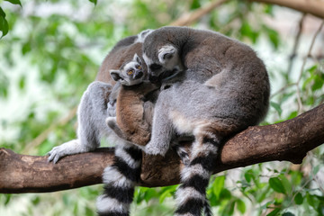 Ring-tailed lemur on background,close up