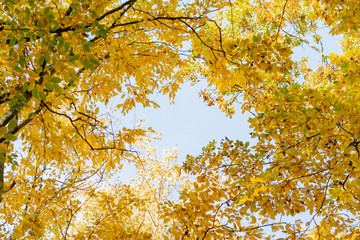 Autumn landscape with trees and yellow leaves