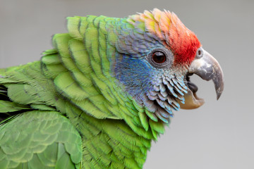 close up of wild colorful red-tailed Amazon parrot