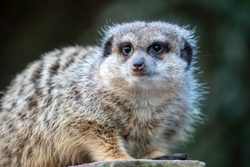 Obraz premium Close up of a meerkat in nature