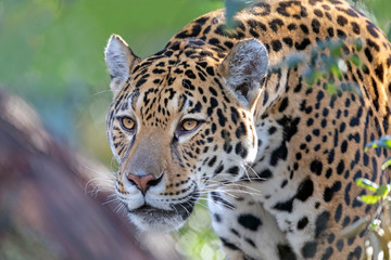Closeup portrait of Jaguar on blurred background