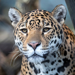 Closeup portrait of Jaguar on blurred background
