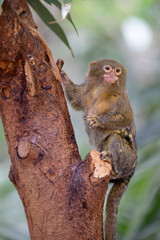 portrait of a Pygmy marmoset in natural habitat
