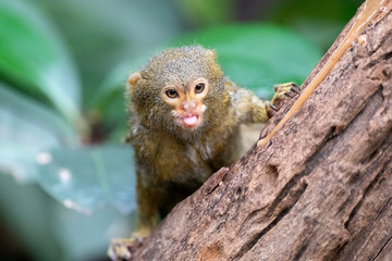 portrait of a Pygmy marmoset in natural habitat