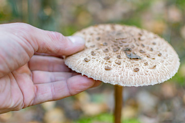 Edible mushroom in autumn forest