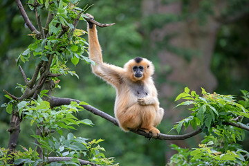 Female Yellow-cheeked gibbon in a tree