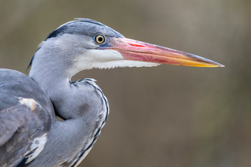 Grey heron bird in natural habitat
