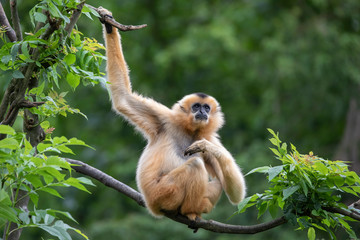 Female Yellow-cheeked gibbon in a tree - 297176351