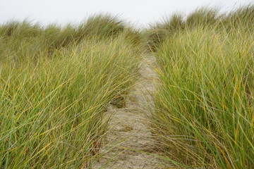 Fototapeta premium Dünen