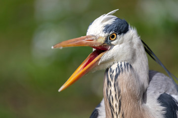Grey heron bird in natural habitat
