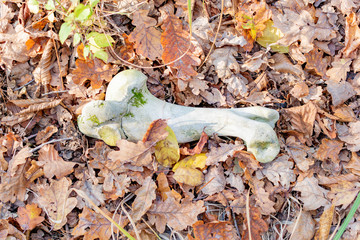 Naklejka premium Bones of a large animal in the autumn forest