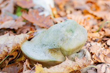 Bones of a large animal in the autumn forest