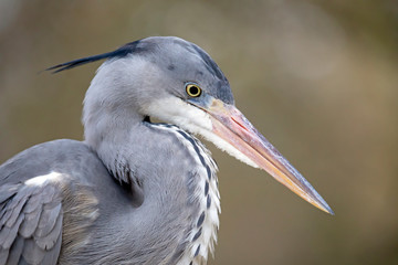 Grey heron bird in natural habitat