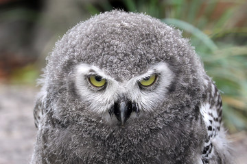 Obraz premium young snow owl portrait