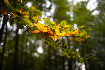 Herbststimmung mit gefärbten Blättern an einem Zweig