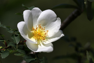Obraz premium white wild rose flower on background, close up