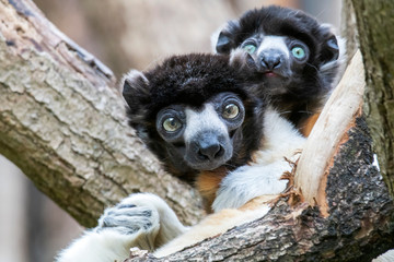 crowned sifaka on background, close up