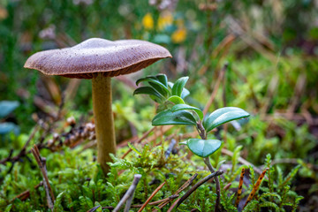 White poisonous mushroom in the forest. Mushroom growing in the forest. Autumn season.