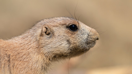 Close up of Prairie dog in nature