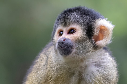 Squirrel monkey on background, close up