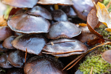 Small mushrooms growing on the old tree trunk. Vegetation in the forests of Central Europe.