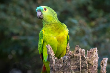 Aves da fazenda