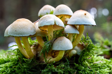 Small mushrooms growing on the old tree trunk. Vegetation in the forests of Central Europe.