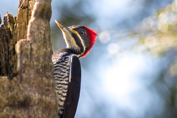 Pica-pau ave do Brasil