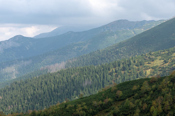 Fototapeta premium Mountain pine and forests in the mountains. Polish Tatras