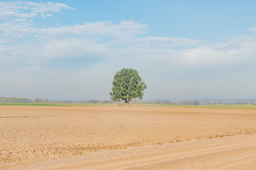 Fototapeta na wymiar A single large tree near a plowed field