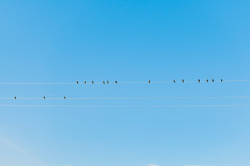 Birds sitting on wires