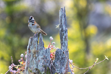 Naklejka premium Aves da fazenda
