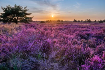 Selbstklebende Fototapeten Hochrot Heide in voller Blüte  © marijn