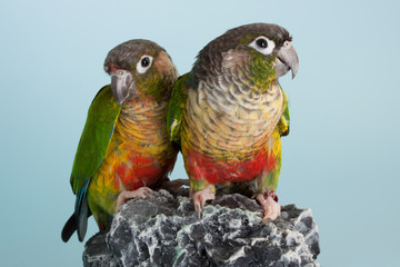 colorful conure as a pet animal
