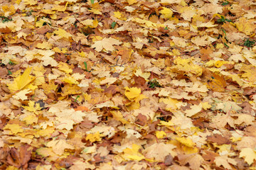 Autumn leave. Orange and yellow leaves on the ground. Autumn foliage.