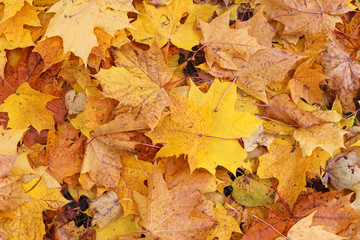 Autumn leave. Orange and yellow leaves on the ground. Autumn foliage.