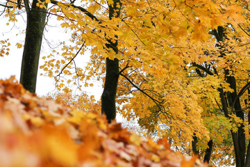 Autumn forest. Orange and yellow leaves on the ground. Autumn foliage.