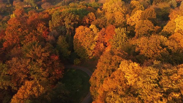 4K Flying over autumn park early in the morning aerial shot