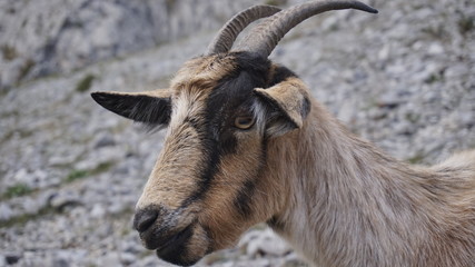 Wild goat 