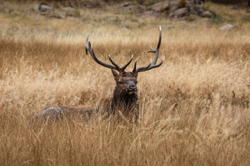 Naklejka na ściany i meble elk in yellowstone national park