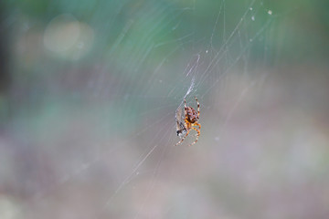 A European garden spider in a spider web