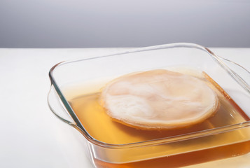 Kombucha mushroom in a glass plate on a white background.