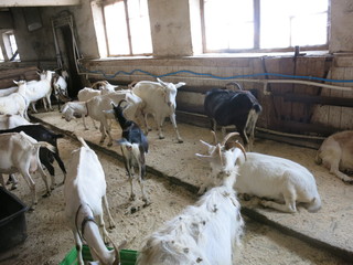 Fototapeta premium goats in a closed enclosure
