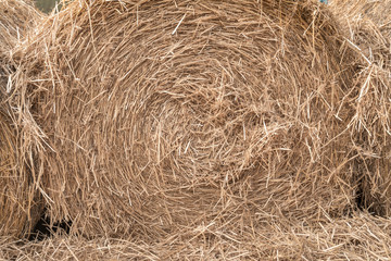 Hay or straw grass after harvest at country farm field