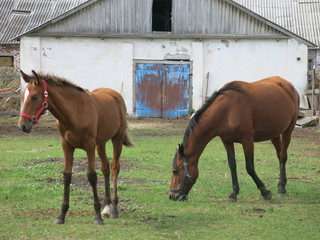 Bay horses graze in the aviary
