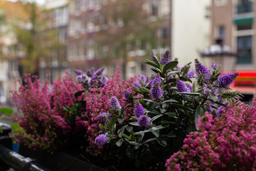 flowers on the balcony on the background of buildings in Amsterdam (horizontally)